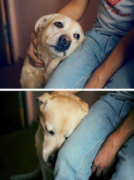 happy-labrador-human-jeans