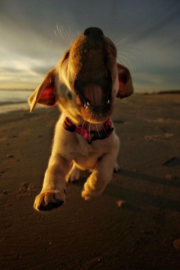 happy-labrador-puppy-pup-dog