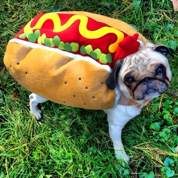 hot-dog-pug-dog