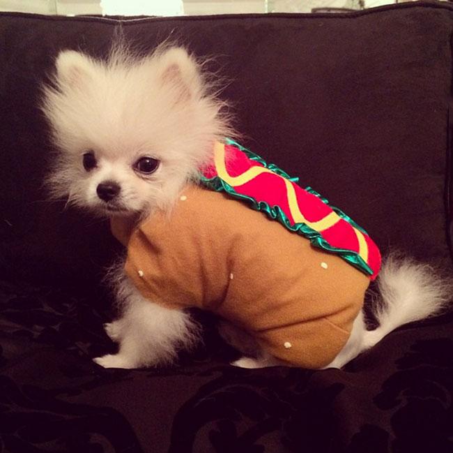 hotdog-pomeranian-halloween-costume
