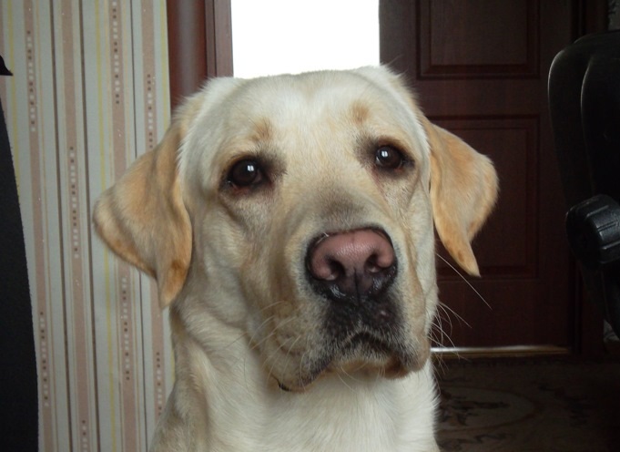 6 Cool Facts About Labrador Retrievers 3 labrador-dog