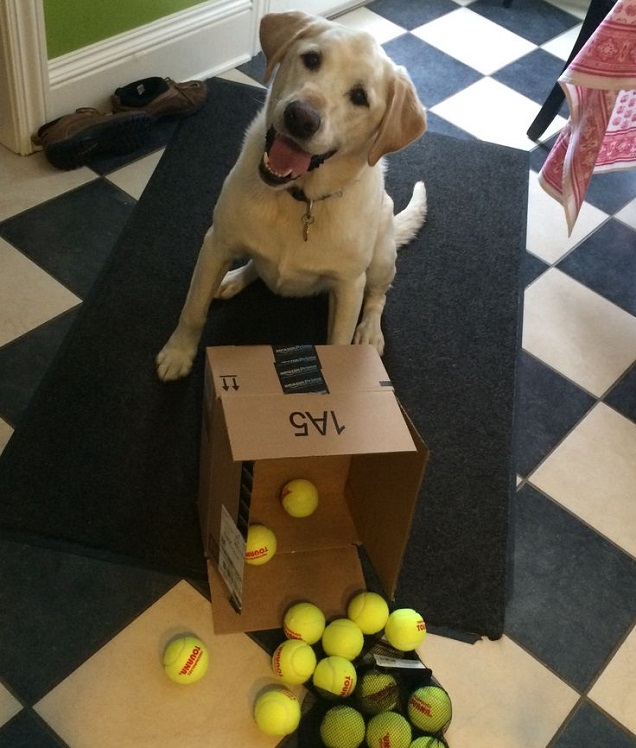 labrador-face-dog-balls