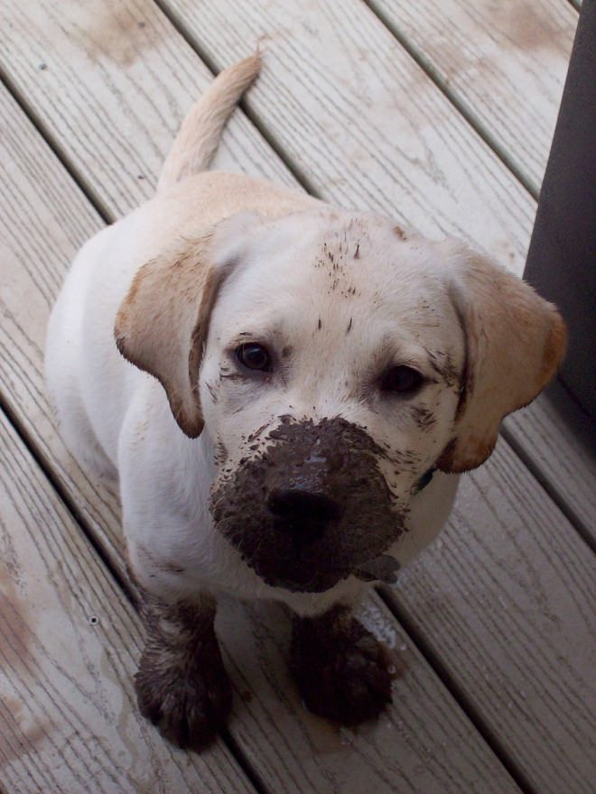 labrador-puppy-mud-nose