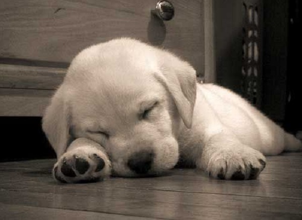 labrador-puppy-pics-cute-dog