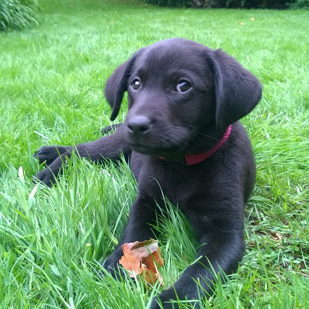 leaf-labrador-puppy