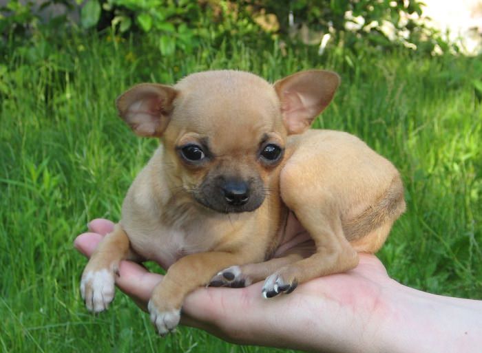 little-chihuahua-dog