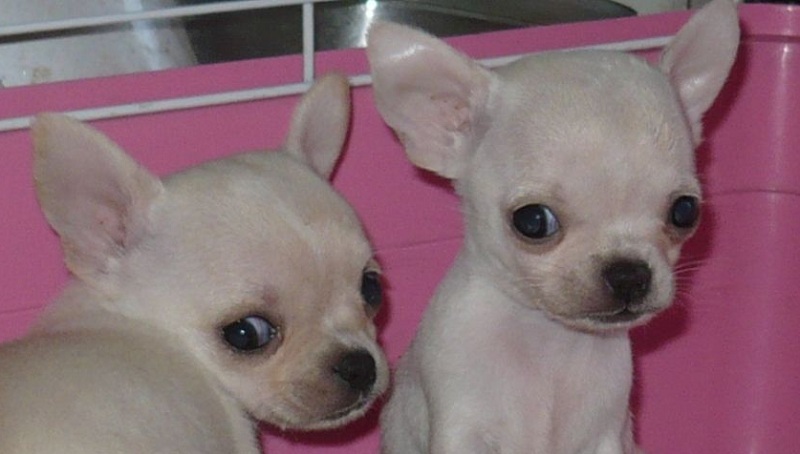 6 Cool Facts About Chihuahuas 1