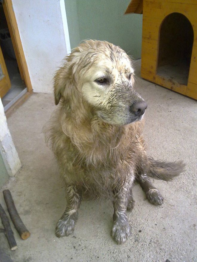 muddy-dog