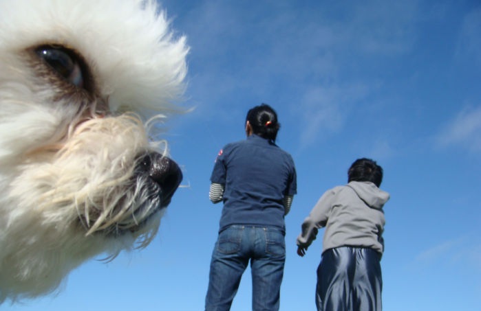 10 Perfectly Timed Dog Photos 2