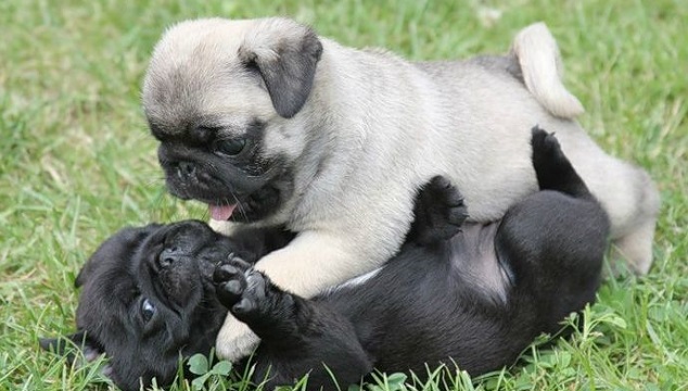 12 Pictures That Sum Up What It’s Like To Own A Pug 9