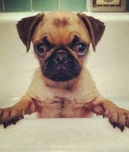 pug-bath-dog