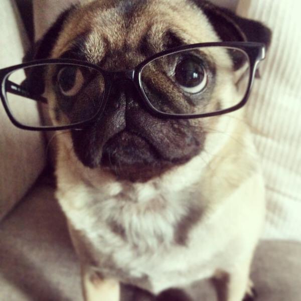 pug-glasses-face-eyes