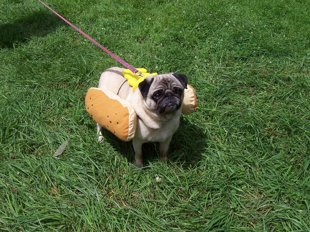 pug-hot-dog