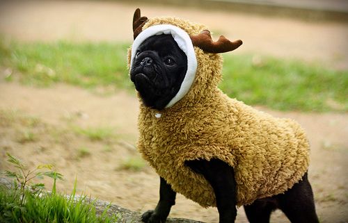 pug-outfit-style-dog