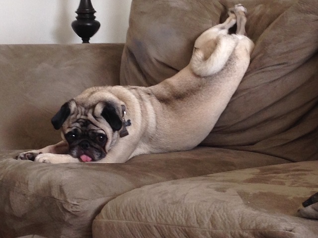 pug-rest-sleep-dog-sofa