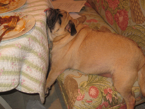 pug-sleep-food-table