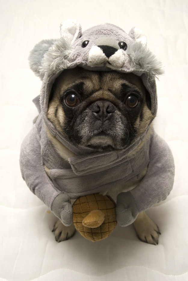 pug-style-outfit