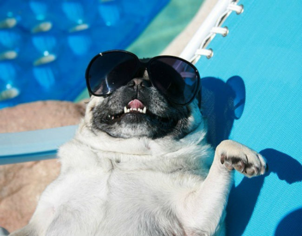 pug-sunglasses-rest-sunbathing