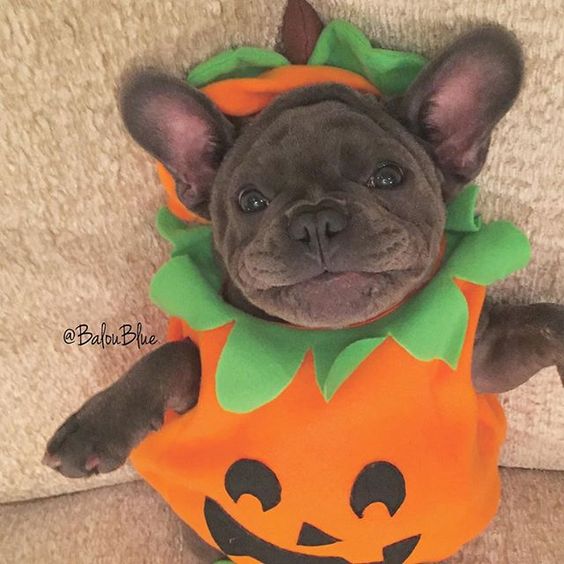 pumpkin-costume-french-bulldog