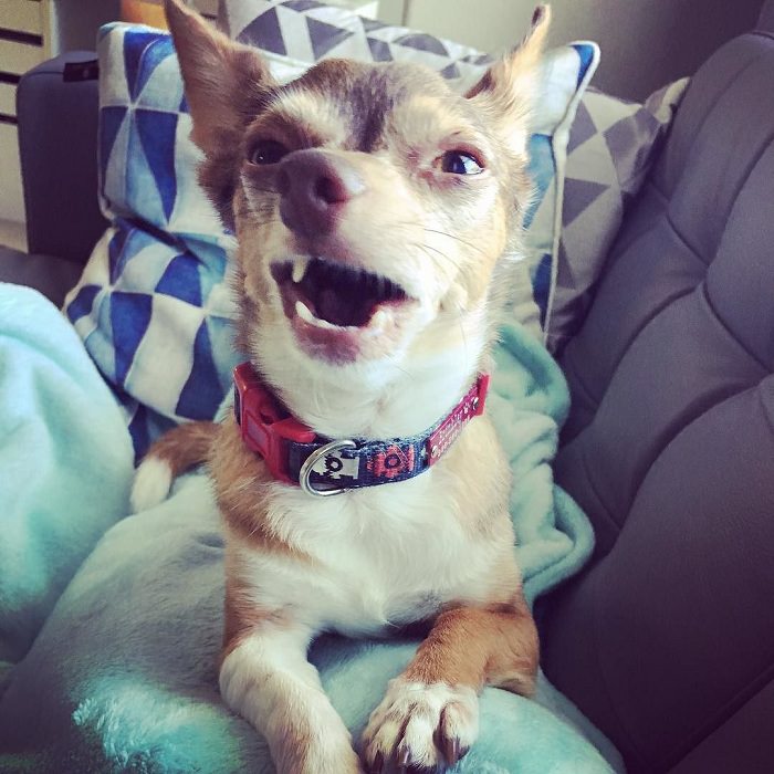 smile-chihuahua