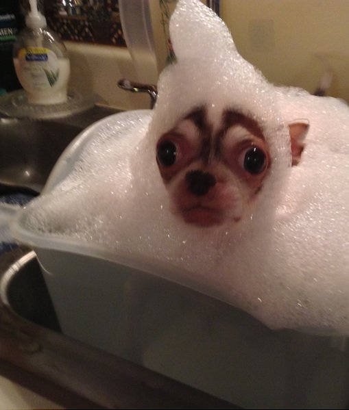 wet-chihuahua-bath