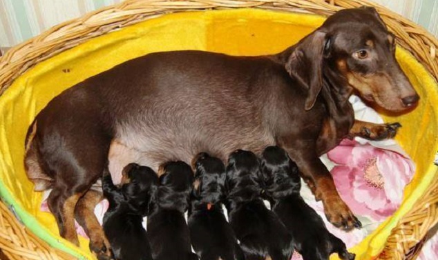 15 Most Popular BuzzSharer Dachshund Pictures 6