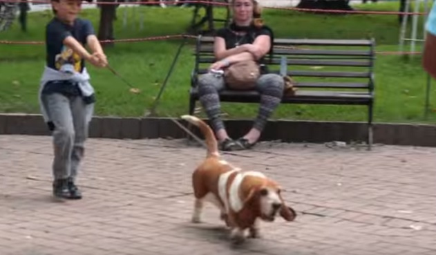 basset-hound-dog-pics-boy