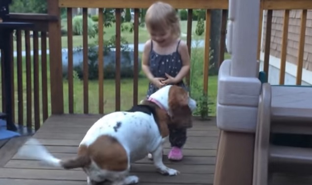 basset-hound-girl-dog-play