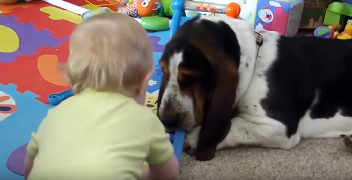 basset-hound-play-with-boy