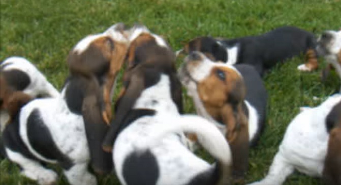 basset-hound-puppies