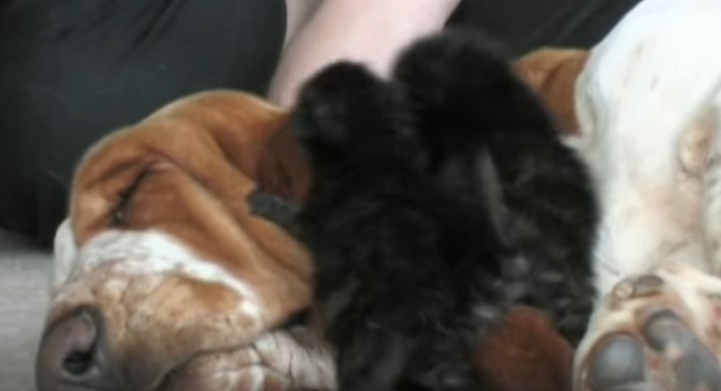 basset-mother-cute-dog-kittens