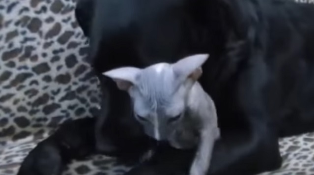 black-labrador-kitten-dog-kitty