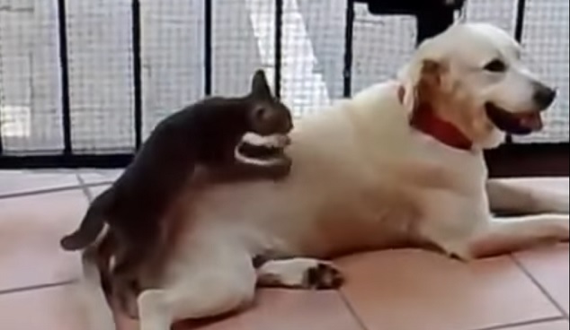cat-labrador-dog-massage