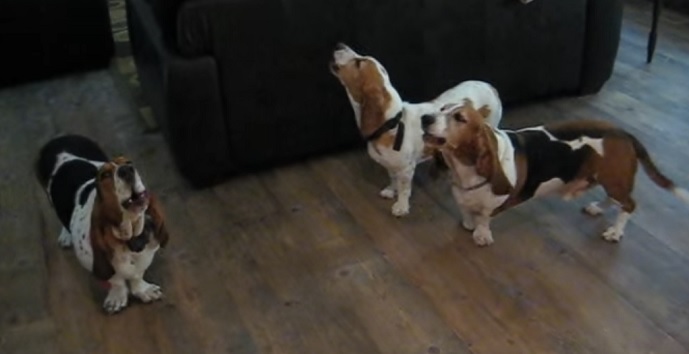 cute-basset-hounds-photo