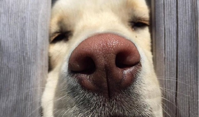 10 Most Popular BuzzSharer Labrador Posts 13 10 Most Popular BuzzSharer Labrador Posts 5