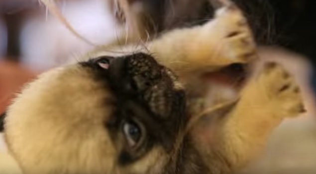 cute-pug-adorable-puppy-photo