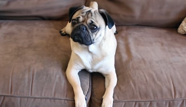 cute-pug-awesome-dog