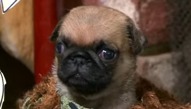 cute-pug-puppy-dog
