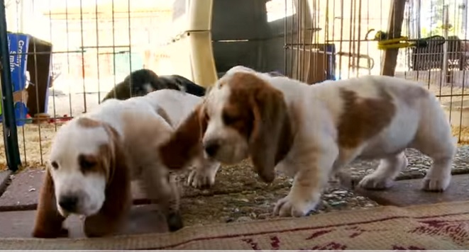 cute-puppies-basset-hounds-photo
