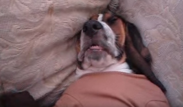 funny-basset-nap-time