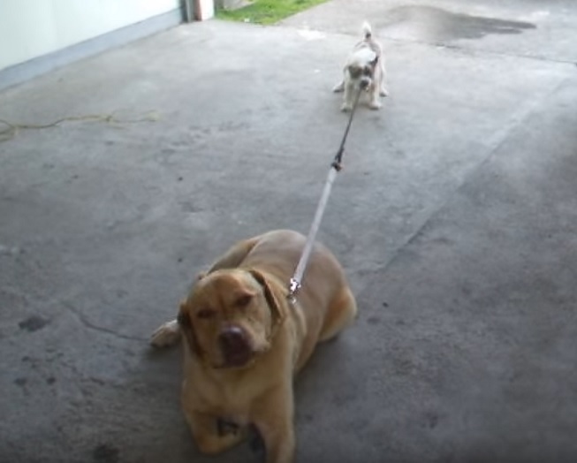 funny-dogs-labradors-puppies