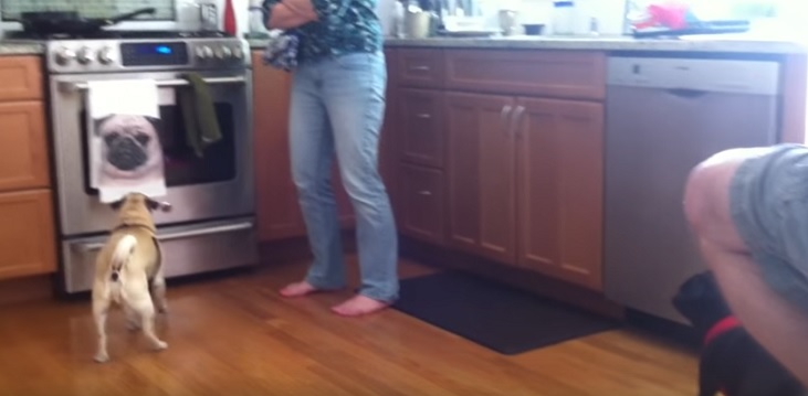 funny-pugs-towel-print