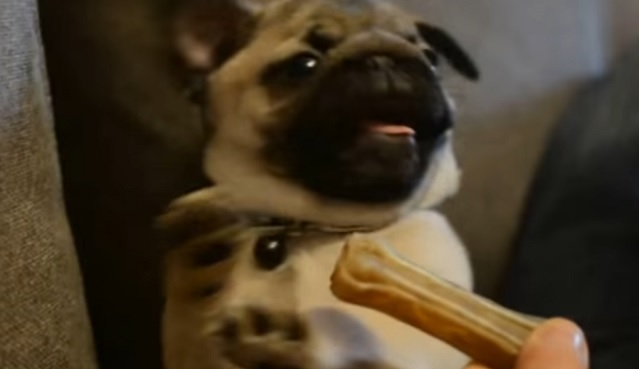 happy-and-cute-pug-puppy