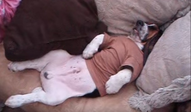 nap-time-basset-hound