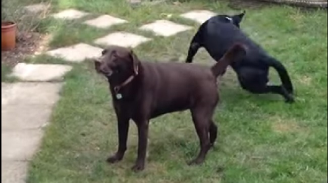 playful-labradors-dogs-funny-game