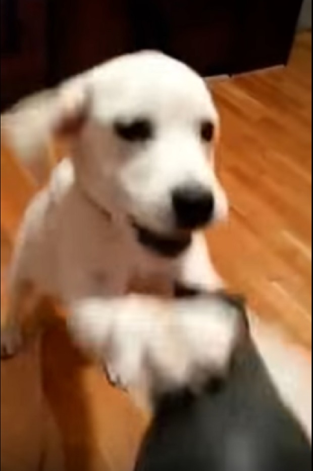 playful-puppy-labrador-happy