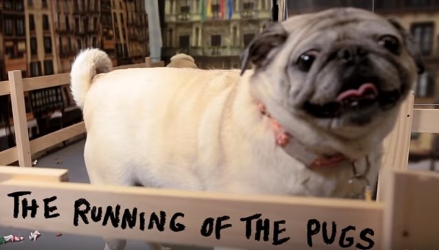 pug-dogs-running