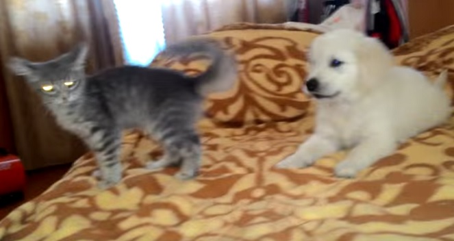 puppy-golden-retriever-cat-dog