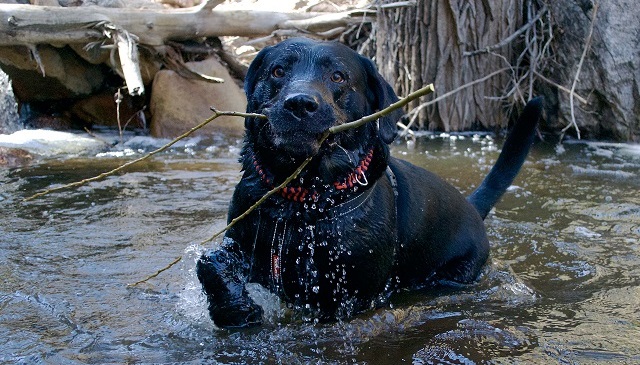 The 12 Funniest Labrador Reactions Ever ! 7