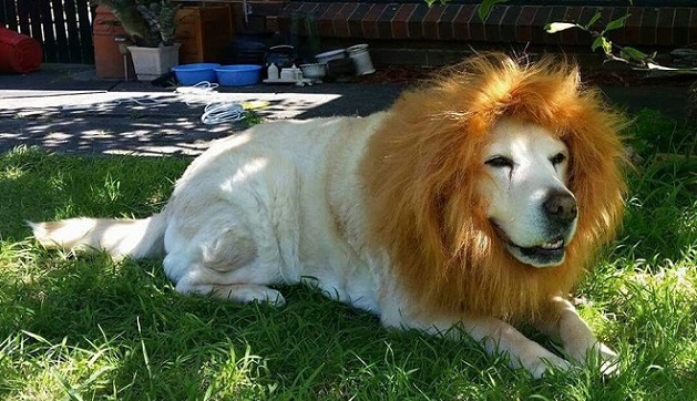 12 BuzzSharer Labrador Pics That Will Make You Almost Too Happy 11 12 BuzzSharer Labrador Pics That Will Make You Almost Too Happy 3